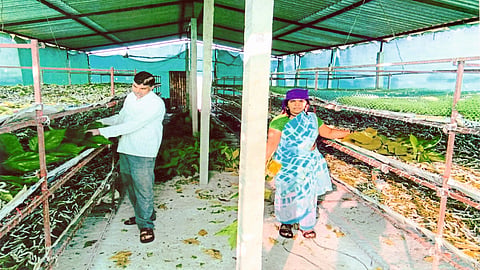 Sangli Silk Farming Sangli Marathi News