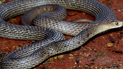 snake.jpg