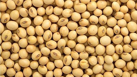 soyabean