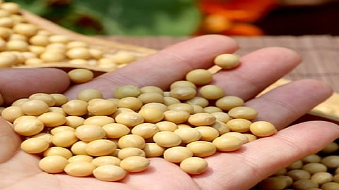 soyabean.jpg