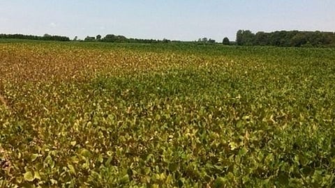 Soybean losses at economic level