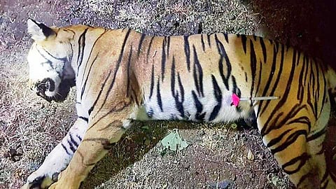 high court asked about t-1 tigress death to maharashtra government nagpur news