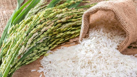 Ratnagiri rice will be free