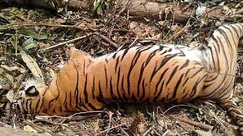 Hunters kill Tiger by giving electric shock in Gondia