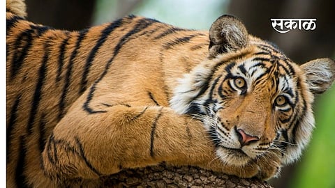 Tiger census from December Process to be implemented in 21 states