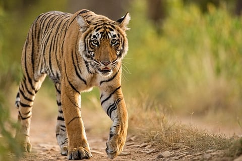 tiger corridor
