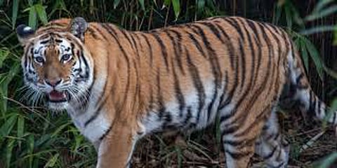tiger