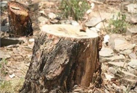 illegal tree cutting at jinjer to ambada road in nagpur