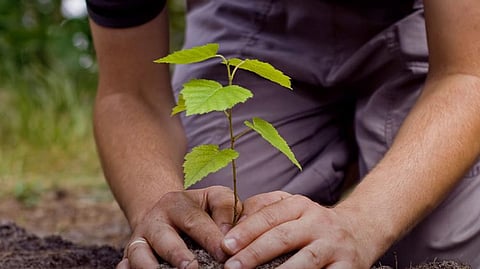 plant plantation