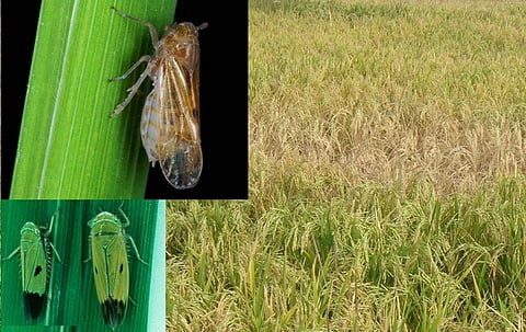 hopper attacked on rice crop in gadchiroli