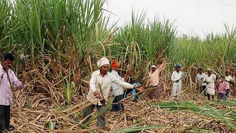 Disagreement among sugarcane workers