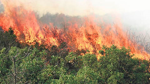 gabbarsingh and singham failed to stop fire in forest in achalpur of amravati