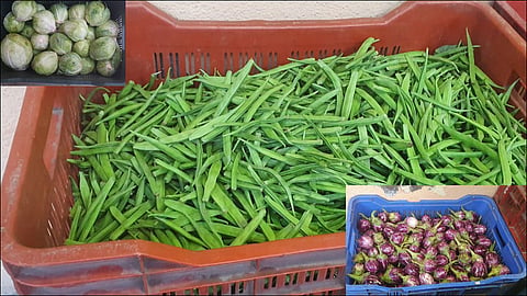 vegetable