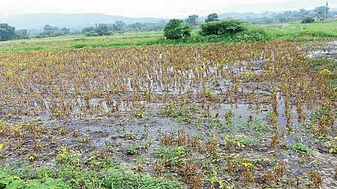 परतीच्या पावसाचा विसापूर-पुसेगावला तडाखा; रब्बीच्या पेरण्या खोळंबल्या