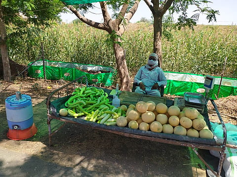 Admirable: akola farmer earned Rs 3.5 lakh without getting stuck in lockdown