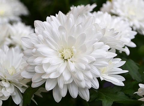 feature of white color kolhapur