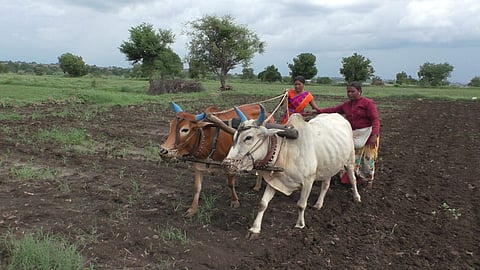 buldana Sarpanch woman takes Tifan for Tibar sowing!