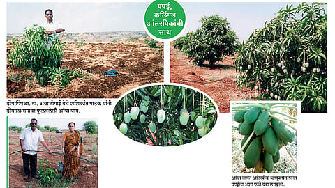 डोंगरावर फुलविले आमराईचे नंदनवन
