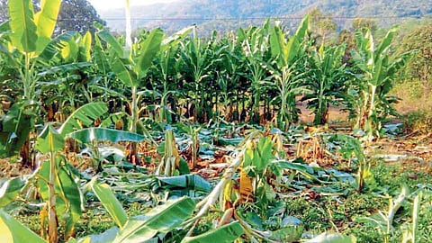 तिलारी खोऱ्यात हत्ती आक्रमक