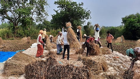 रायगड जिल्ह्यात पावसाच्या भितीमुळे भात झोडणीची कामे वेगात