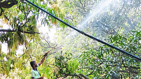 Insect attack on mango season The gardeners panicked
