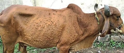 Lumpy