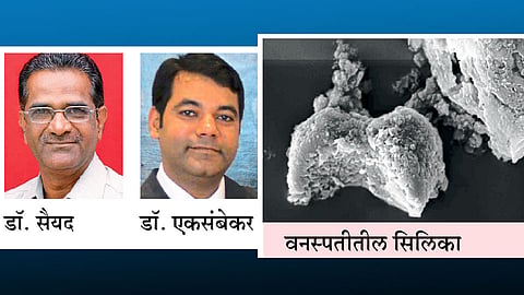 थंडीमुळे कोकणात मातीलाही लाली