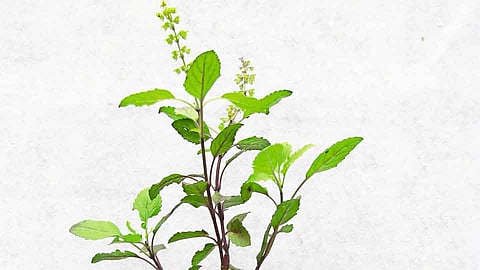Tulsi Health Benefits