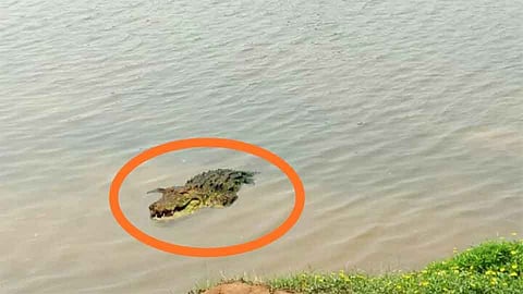 पन्हाळा तालुक्यात कासारी नदीत मगरीचे दर्शन