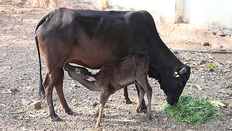 कोकणातील देशी गायींची ‘कोकण कपिला’ नावाने नोंदणी