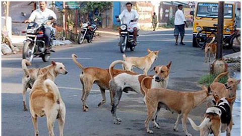 Stray dogs