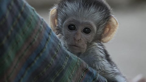 doctor Jain saved life of Monkey who got electric shock in Nagpur