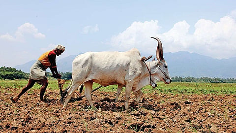 Farmer earn about 1 lac rupees by farming