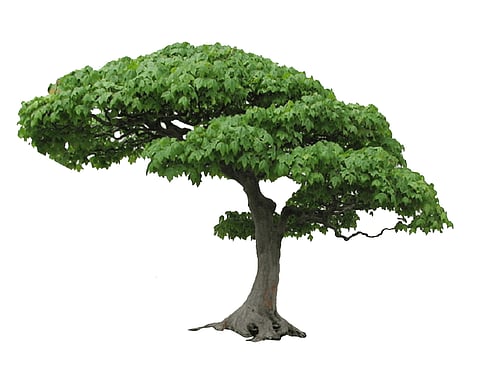 no record of tree counting malvan municipality