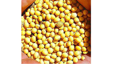 सांगलीत सोयाबीनची खरेदी कवडीमोल दराने