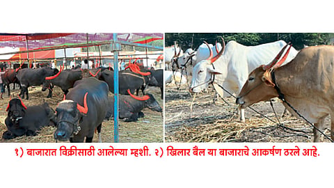सिद्धेश्वर यात्रेतील बाजारात खिलार बैल, म्हशींचे आकर्षण!
