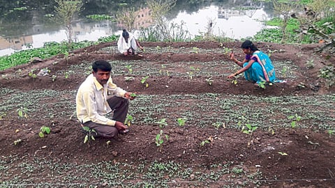बोपोडी - आनंद काची यांनी नदी पात्रात फुलवलेली भाजी.