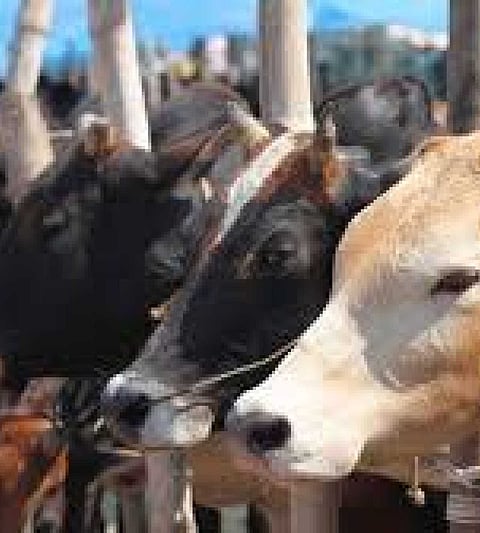 Five animals rescued by police in Sangamner