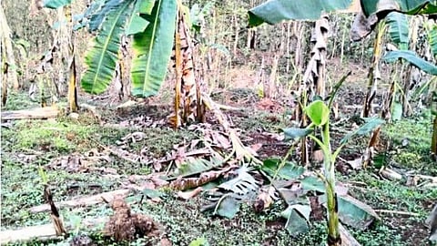 gavareda Damage agriculture konkan sindhudurg