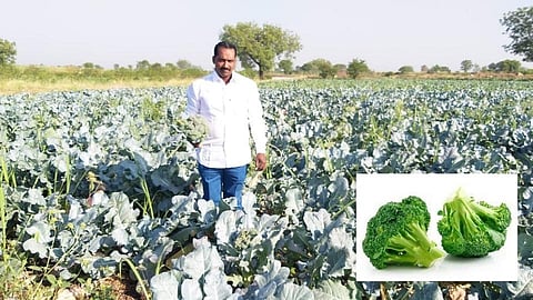 Broccoli