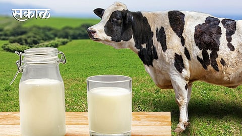 Cow Milk