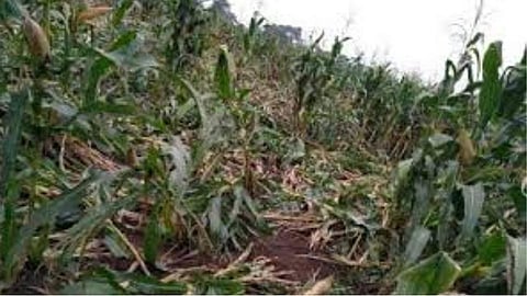 Crops have been damaged due to rains in Dhamangaon Badhe area