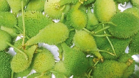 Curtoli Vegetable