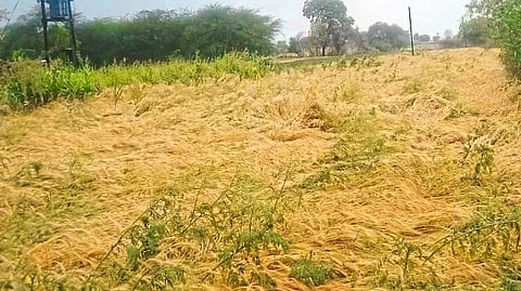 Damage crop due to unseasonal rains