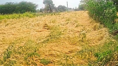 Damage crop due to unseasonal rains