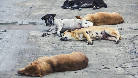Dr Sushma Date works In order to control the number of stray dogs
