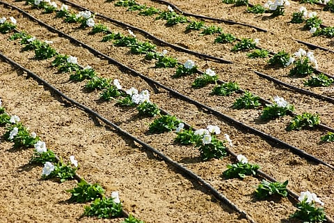 Drip irrigation of Rs. 7 crore in Nevasa