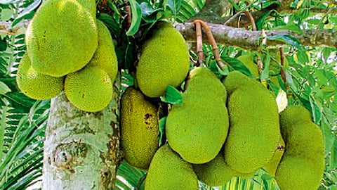 प्रक्रियेतून वाढू शकेल फणसाला मागणी