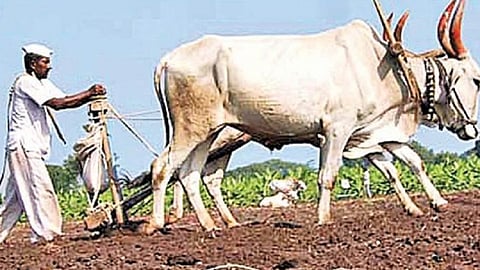 Fertilizer