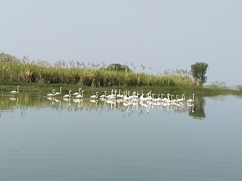 उजनी धरणावर परदेशी फ्लेमिंगोची एंट्री!